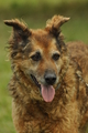 Westerwälder Kuhhund / Bild 19 von 47 / 28.07.2019 12:19 / DSC_7221.JPG