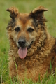 Westerwälder Kuhhund / Bild 18 von 47 / 28.07.2019 12:20 / DSC_7241.JPG