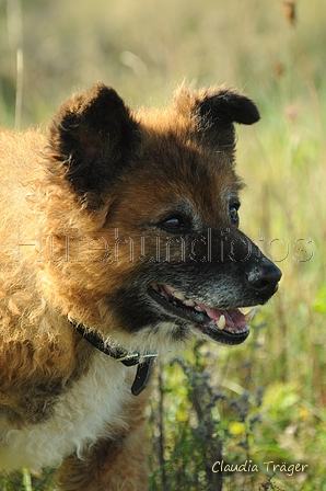 Westerwälder Kuhhund / Bild 12 von 47 / 20.09.2020 10:41 / DSC_4508.JPG