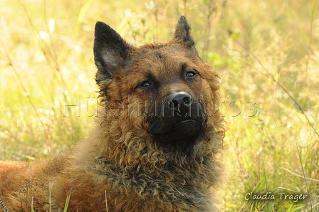 Westerwälder Kuhhund / Bild 7 von 47 / 20.09.2020 12:55 / DSC_6387.JPG