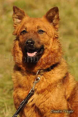 Westerwälder Kuhhund / Bild 4 von 47 / 20.09.2020 14:22 / DSC_7205.JPG