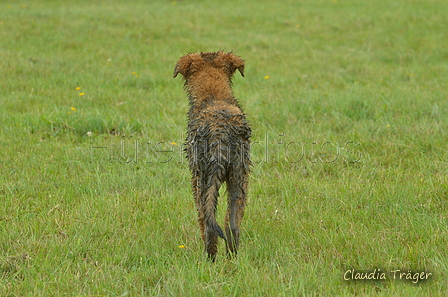 Westerw&auml;lder Kuhhund / Bild 11 von 74 / 06.08.2025 11:53 / DSC_8842.JPG