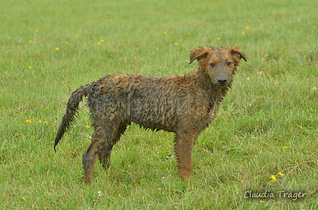 Westerw&auml;lder Kuhhund / Bild 9 von 74 / 06.08.2025 11:55 / DSC_8876.JPG