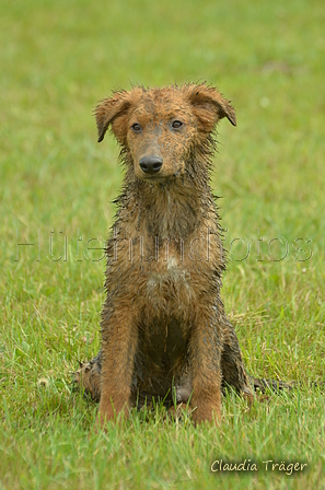 Westerw&auml;lder Kuhhund / Bild 7 von 74 / 06.08.2025 11:57 / DSC_8893.JPG