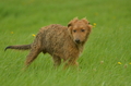Westerw&auml;lder Kuhhund / Bild 1 von 74 / 06.08.2025 12:42 / DSC_9147.JPG