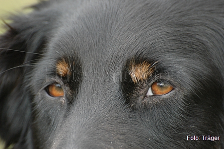 Australian Shepherd / Bild 56 von 56 / 20.03.2010 15:59 / DSC_6557.JPG