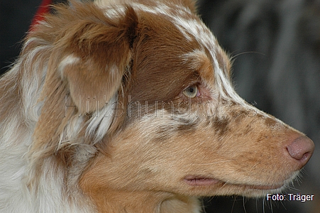 Australian Shepherd / Bild 55 von 56 / 21.03.2010 13:48 / DSC_7153.JPG