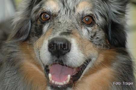 Australian Shepherd / Bild 54 von 56 / 21.03.2010 13:50 / DSC_7160.JPG