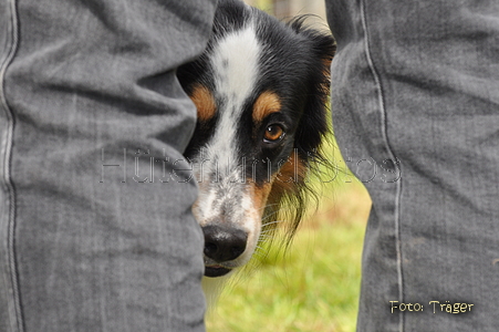 Australian Shepherd / Bild 136 von 140 / 04.09.2011 12:36 / DSC_1383.JPG