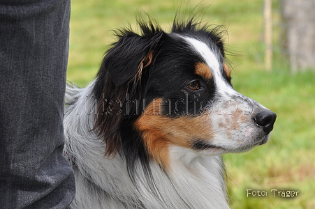 Australian Shepherd / Bild 51 von 56 / 04.09.2011 12:37 / DSC_1388.JPG