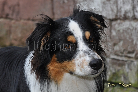 Australian Shepherd / Bild 50 von 56 / 04.09.2011 14:39 / DSC_1852.JPG