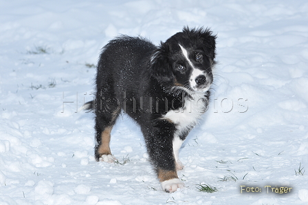 Australian Shepherd / Bild 49 von 56 / 22.01.2013 14:37 / DSC_3028.JPG