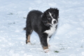 Australian Shepherd / Bild 133 von 140 / 22.01.2013 14:37 / DSC_3028.JPG