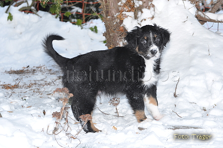 Australian Shepherd / Bild 48 von 56 / 22.01.2013 14:37 / DSC_3032.JPG