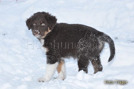 Australian Shepherd / Bild 47 von 56 / 22.01.2013 14:37 / DSC_3036.JPG