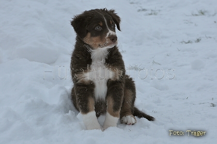 Australian Shepherd / Bild 130 von 140 / 22.01.2013 14:38 / DSC_3055.JPG