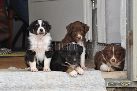 Australian Shepherd / Bild 129 von 140 / 27.04.2014 09:08 / DSC_5687.JPG