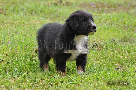 Australian Shepherd / Bild 128 von 140 / 27.04.2014 09:11 / DSC_5715.JPG