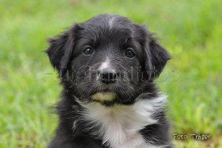 Australian Shepherd / Bild 43 von 56 / 27.04.2014 09:12 / DSC_5740.JPG