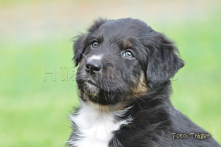 Australian Shepherd / Bild 42 von 56 / 27.04.2014 09:19 / DSC_5831.JPG