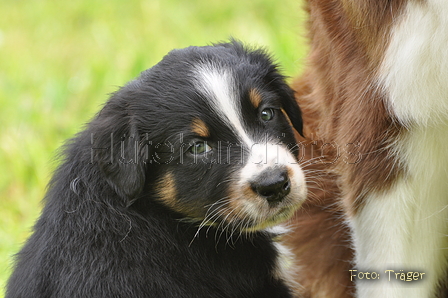 Australian Shepherd / Bild 41 von 56 / 27.04.2014 09:21 / DSC_5868.JPG