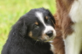 Australian Shepherd / Bild 125 von 140 / 27.04.2014 09:21 / DSC_5868.JPG