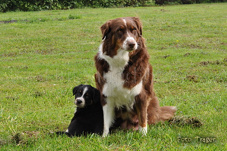 Australian Shepherd / Bild 40 von 56 / 27.04.2014 09:21 / DSC_5881.JPG