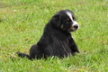 Australian Shepherd / Bild 123 von 140 / 27.04.2014 09:21 / DSC_5890.JPG