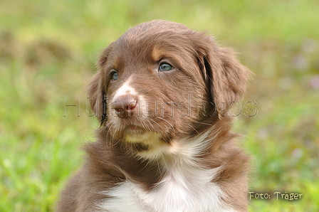 Australian Shepherd / Bild 38 von 56 / 27.04.2014 09:23 / DSC_5911.JPG