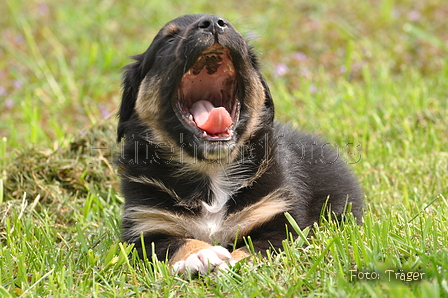 Australian Shepherd / Bild 121 von 140 / 27.04.2014 09:26 / DSC_6030.JPG