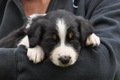 Australian Shepherd / Bild 120 von 140 / 27.04.2014 09:30 / DSC_6137.JPG