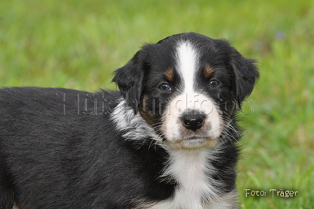 Australian Shepherd / Bild 35 von 56 / 27.04.2014 09:36 / DSC_6207.JPG