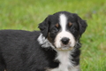 Australian Shepherd / Bild 119 von 140 / 27.04.2014 09:36 / DSC_6207.JPG