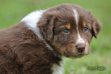 Australian Shepherd / Bild 117 von 140 / 27.04.2014 09:41 / DSC_6306.JPG