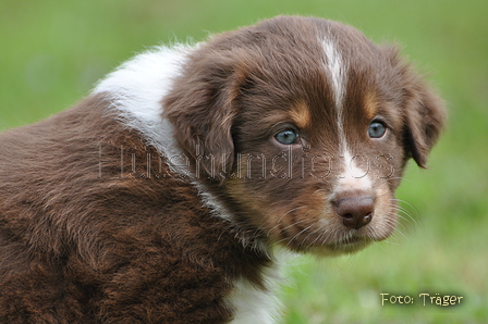 Australian Shepherd / Bild 33 von 56 / 27.04.2014 09:41 / DSC_6306.JPG