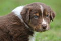 Australian Shepherd / Bild 117 von 140 / 27.04.2014 09:41 / DSC_6306.JPG