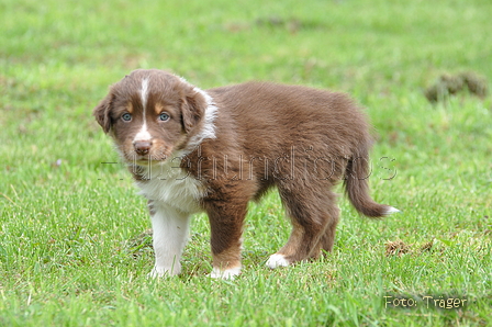 Australian Shepherd / Bild 32 von 56 / 27.04.2014 09:41 / DSC_6311.JPG