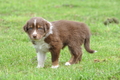 Australian Shepherd / Bild 116 von 140 / 27.04.2014 09:41 / DSC_6311.JPG