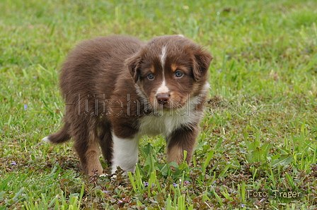 Australian Shepherd / Bild 31 von 56 / 27.04.2014 09:43 / DSC_6351.JPG