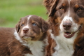 Australian Shepherd / Bild 114 von 140 / 27.04.2014 09:48 / DSC_6515.JPG