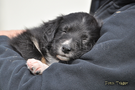 Australian Shepherd / Bild 29 von 56 / 27.04.2014 09:51 / DSC_6577.JPG