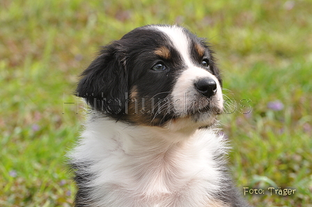 Australian Shepherd / Bild 28 von 56 / 27.04.2014 09:53 / DSC_6626.JPG