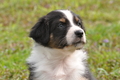 Australian Shepherd / Bild 112 von 140 / 27.04.2014 09:53 / DSC_6626.JPG