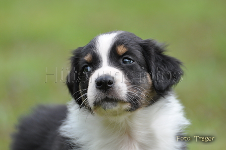 Australian Shepherd / Bild 26 von 56 / 27.04.2014 09:58 / DSC_6732.JPG