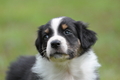 Australian Shepherd / Bild 110 von 140 / 27.04.2014 09:58 / DSC_6732.JPG