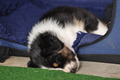 Australian Shepherd / Bild 109 von 140 / 27.04.2014 10:09 / DSC_6814.JPG