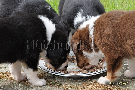 Australian Shepherd / Bild 24 von 56 / 27.04.2014 10:49 / DSC_6924.JPG