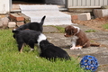 Australian Shepherd / Bild 107 von 140 / 27.04.2014 10:52 / DSC_6993.JPG