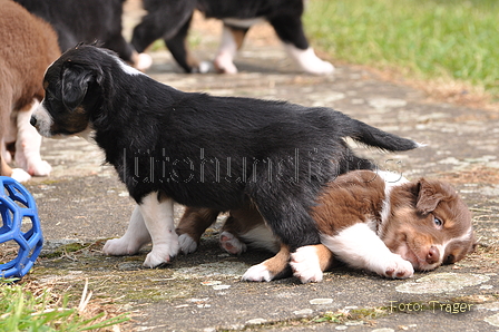 Australian Shepherd / Bild 22 von 56 / 27.04.2014 10:53 / DSC_7030.JPG