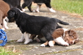 Australian Shepherd / Bild 106 von 140 / 27.04.2014 10:53 / DSC_7030.JPG